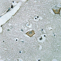 19 - Anti-RAB5C Antibody AP60687