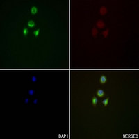3 - Anti-HSN1 Antibody AP60688