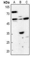 1 - Anti-HSN1 Antibody AP60688