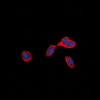 3 - Anti-CD137 Antibody AP60689