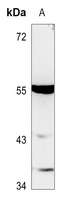 1 - Anti-TTC23 Antibody AP60690