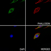 3 - Anti-GCP6 Antibody AP60691