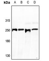 1 - Anti-GCP6 Antibody AP60691