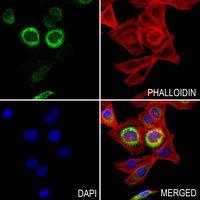 3 - Anti-VTI1A Antibody AP60692