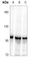 1 - Anti-XRN2 Antibody AP60693