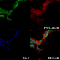 3 - Anti-iNOS Antibody AP60696