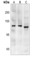 1 - Anti-iNOS Antibody AP60696