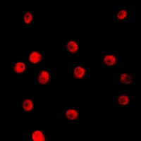 3 - Anti-TCEAL1 Antibody AP60697