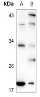 1 - Anti-TCEAL1 Antibody AP60697