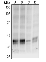 1 - Anti-p38 (Phospho-T180/Y182) Antibody AP60699