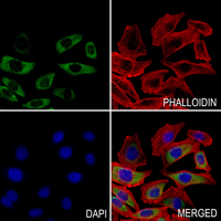 3 - Anti-Apolipoprotein O-Like Antibody AP60705