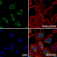 3 - Anti-RIMS4 Antibody AP60709
