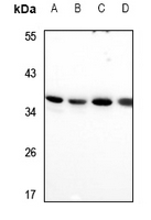 1 - Anti-RIMS4 Antibody AP60709