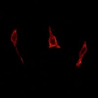 3 - Anti-GPR40 Antibody AP60710