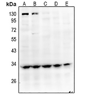 1 - Anti-GPR40 Antibody AP60710