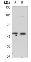1 - Anti-COX10 Antibody AP60712