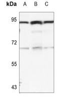 1 - Anti-B-RAF (Phospho-S446) Antibody AP60713