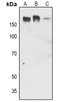 1 - Anti-EGFR (Phospho-Y1016) Antibody AP60714