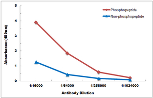 10 - Anti-YBX1 (Phospho-S102) Antibody AP60716