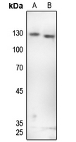 1 - Anti-GKAP Antibody AP60718