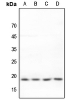 1 - Anti-BUD31 Antibody AP60721