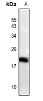 1 - Anti-ID4 Antibody AP60722