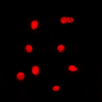 3 - Anti-C/EBP gamma Antibody AP60723