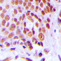 19 - Anti-C/EBP gamma Antibody AP60723
