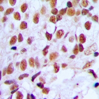 19 - Anti-FOXK1 Antibody AP60724
