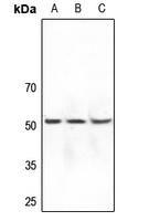 1 - Anti-DOK7 Antibody AP60726