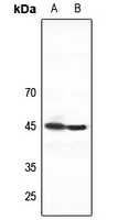1 - Anti-ZNF785 Antibody AP60727