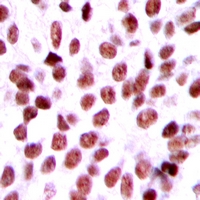 19 - Anti-BCA3 Antibody AP60729