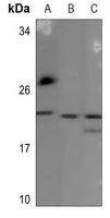 1 - Anti-BCA3 Antibody AP60729
