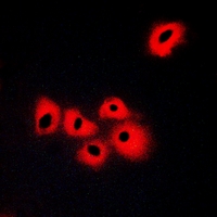 3 - Anti-SERINC1 Antibody AP60730