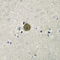 19 - Anti-SERINC1 Antibody AP60730