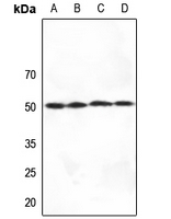 1 - Anti-SERINC1 Antibody AP60730
