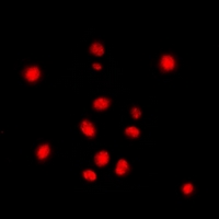 3 - Anti-STAG3 Antibody AP60732