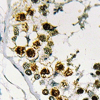 19 - Anti-STAG3 Antibody AP60732