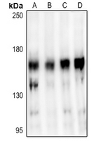 1 - Anti-STAG3 Antibody AP60732