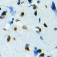 19 - Anti-TCFL5 Antibody AP60733