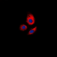 3 - Anti-ERGIC3 Antibody AP60735
