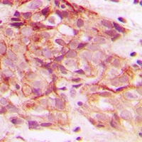 19 - Anti-ERGIC3 Antibody AP60735
