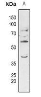 1 - Anti-ERGIC3 Antibody AP60735