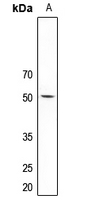 1 - Anti-5-HT2C Antibody AP60738