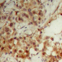 19 - Anti-CDC6 Antibody AP60739