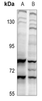 1 - Anti-CDC6 Antibody AP60739