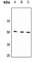 1 - Anti-Beta-1 Adrenergic Receptor Antibody AP60740