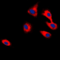 3 - Anti-CADM2 Antibody AP60741