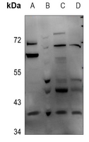 1 - Anti-DNAJB4 Antibody AP60743