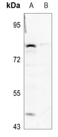 1 - Anti-GSPT1 Antibody AP60744
